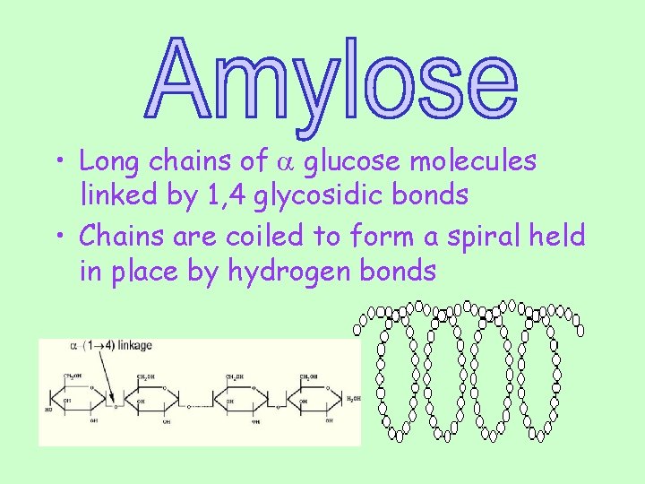  • Long chains of a glucose molecules linked by 1, 4 glycosidic bonds