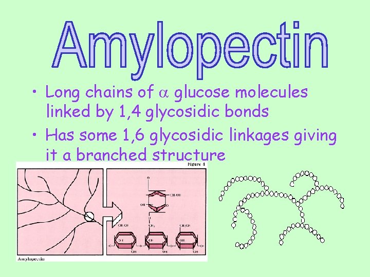  • Long chains of a glucose molecules linked by 1, 4 glycosidic bonds