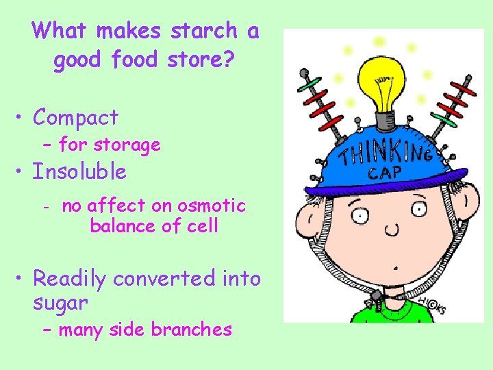 What makes starch a good food store? • Compact – for storage • Insoluble