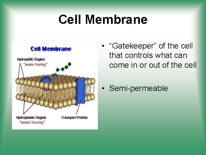 Cell Membrane • “Gatekeeper” of the cell that controls what can come in or