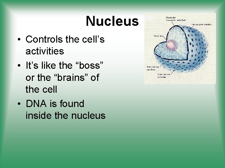 Nucleus • Controls the cell’s activities • It’s like the “boss” or the “brains”