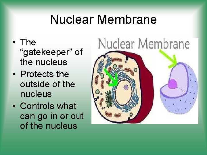 Nuclear Membrane • The “gatekeeper” of the nucleus • Protects the outside of the