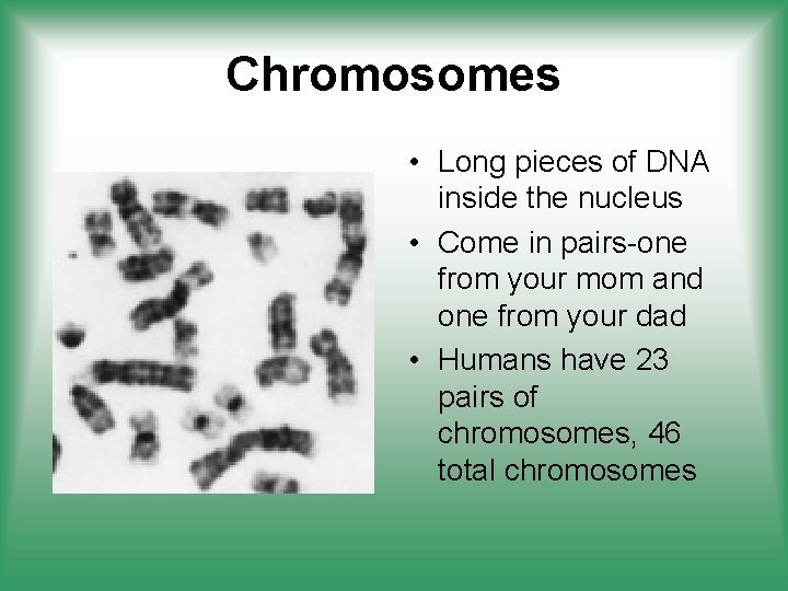 Chromosomes • Long pieces of DNA inside the nucleus • Come in pairs-one from