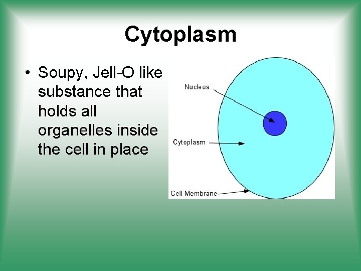 Cytoplasm • Soupy, Jell-O like substance that holds all organelles inside the cell in