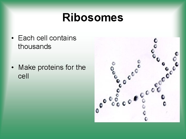 Ribosomes • Each cell contains thousands • Make proteins for the cell 