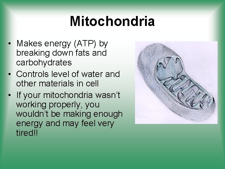 Mitochondria • Makes energy (ATP) by breaking down fats and carbohydrates • Controls level