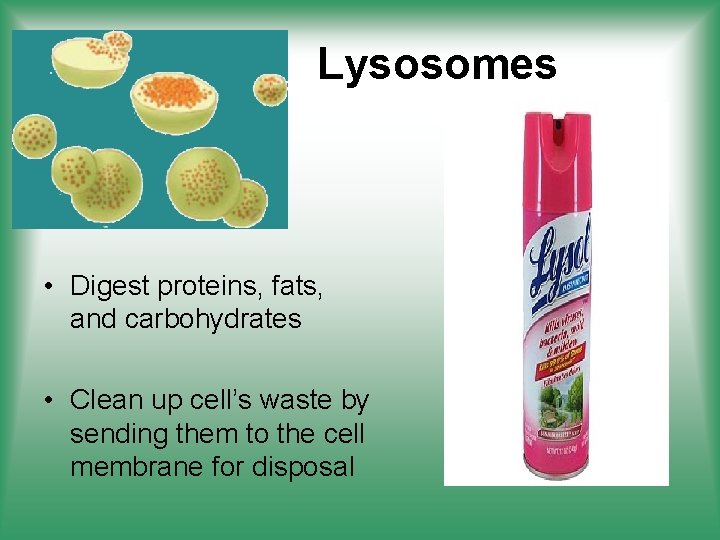 Lysosomes • Digest proteins, fats, and carbohydrates • Clean up cell’s waste by sending