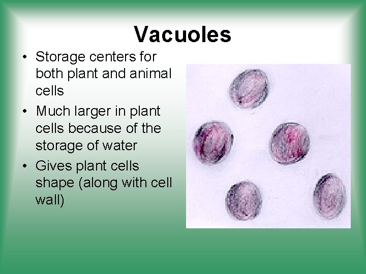 Vacuoles • Storage centers for both plant and animal cells • Much larger in