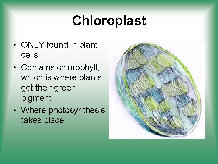 Chloroplast • ONLY found in plant cells • Contains chlorophyll, which is where plants