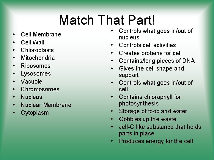 Match That Part! • • • Cell Membrane Cell Wall Chloroplasts Mitochondria Ribosomes Lysosomes