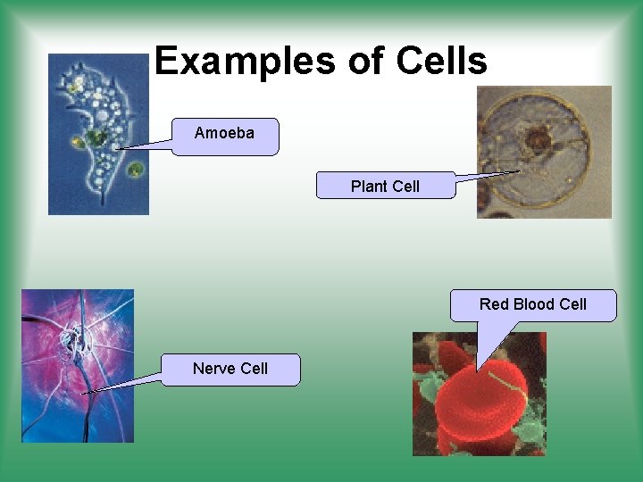 Examples of Cells Amoeba Plant Cell Red Blood Cell Nerve Cell 