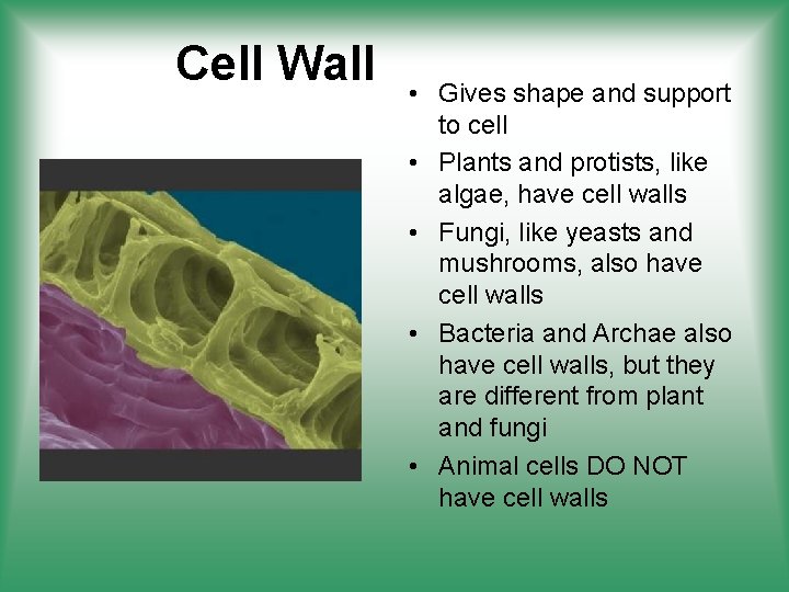 Cell Wall • Gives shape and support to cell • Plants and protists, like