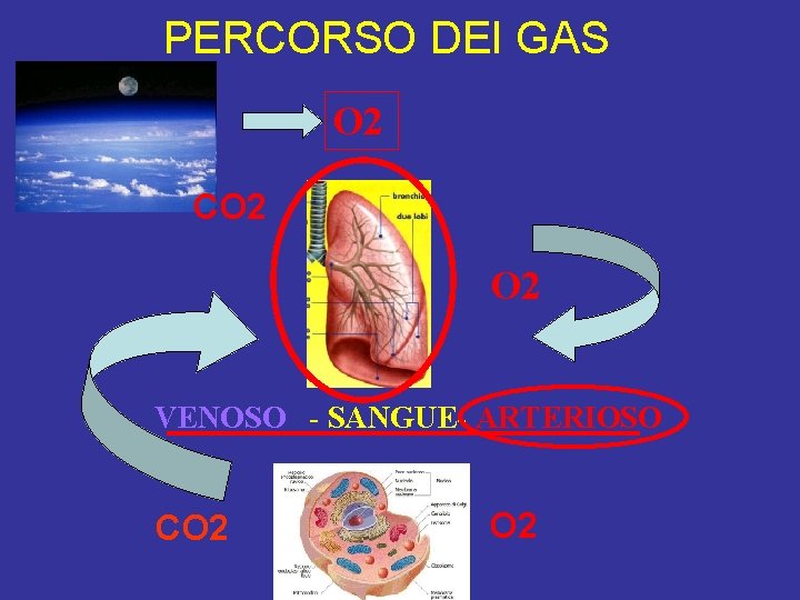 PERCORSO DEI GAS O 2 CO 2 VENOSO - SANGUE- ARTERIOSO CO 2 