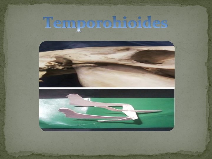 Temporohioides 