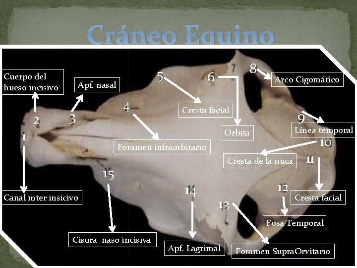 Cráneo Equino Cuerpo del hueso incisivo 1 2 5 Apf. nasal 4 3 8 Cráneo Equino Cuerpo del hueso incisivo 1 2 5 Apf. nasal 4 3 8