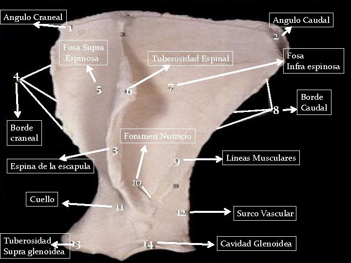 Angulo Craneal Angulo Caudal 1 2 Fosa Supra Espinosa 4 Fosa Infra espinosa Tuberosidad