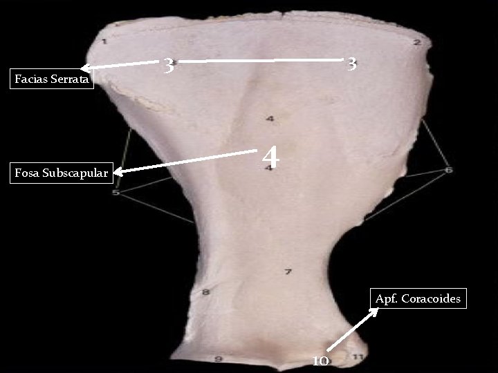 Facias Serrata Fosa Subscapular 3 3 4 Apf. Coracoides 10 Facias Serrata Fosa Subscapular 3 3 4 Apf. Coracoides 10