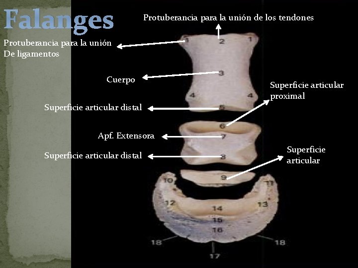 Falanges Protuberancia para la unión de los tendones Protuberancia para la unión De ligamentos