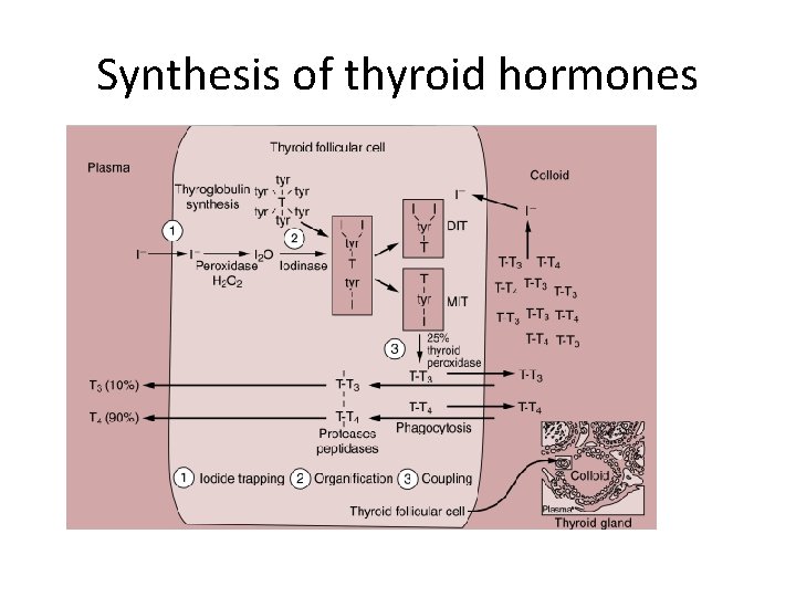Synthesis of thyroid hormones 