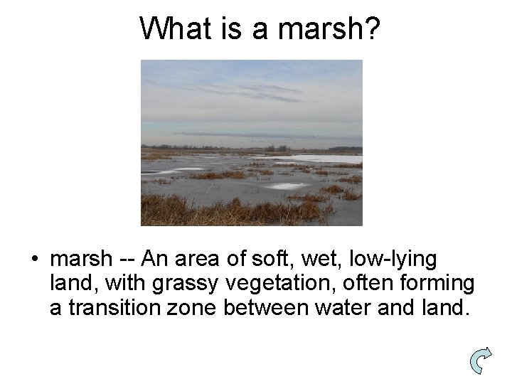 What is a marsh? • marsh -- An area of soft, wet, low-lying land,