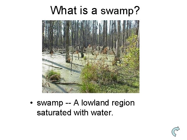 What is a swamp? • swamp -- A lowland region saturated with water. 