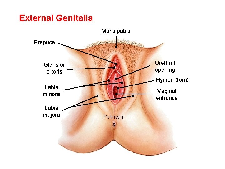 External Genitalia Mons pubis Prepuce Urethral opening Glans or clitoris Hymen (torn) Labia minora