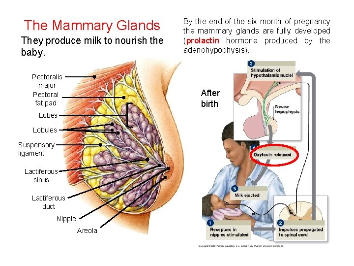 The Mammary Glands They produce milk to nourish the baby. Pectoralis major Pectoral fat