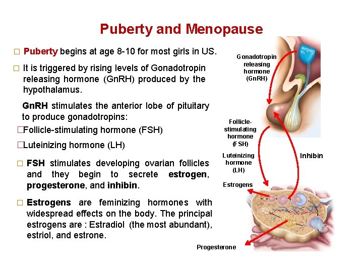 Puberty and Menopause � Puberty begins at age 8 -10 for most girls in