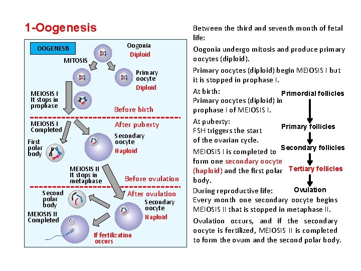 1 -Oogenesis Oogonia Diploid OOGENESIS MITOSIS Primary oocyte Diploid MEIOSIS I It stops in