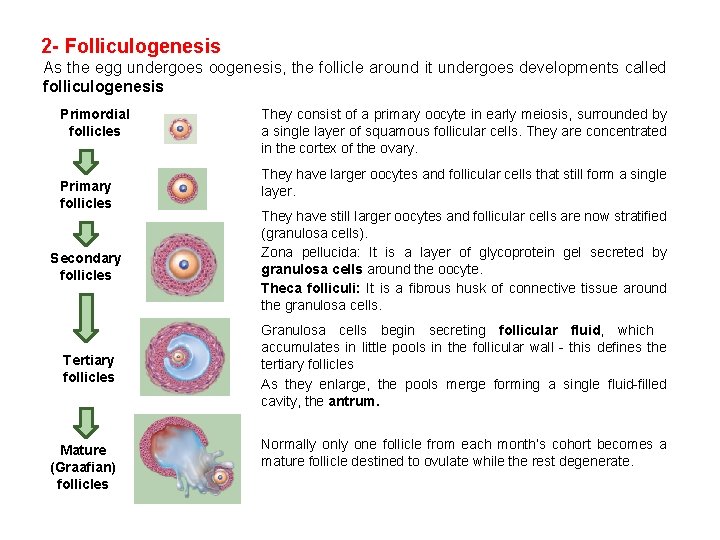 2 - Folliculogenesis As the egg undergoes oogenesis, the follicle around it undergoes developments