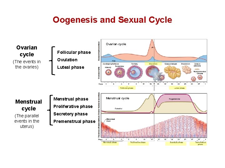 Oogenesis and Sexual Cycle Ovarian cycle (The events in the ovaries) Ovarian cycle Follicular