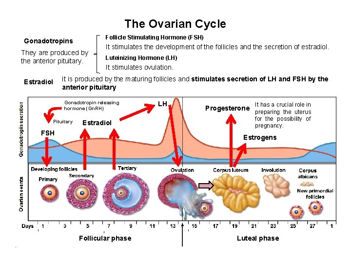 The Ovarian Cycle Follicle Stimulating Hormone (FSH) Gonadotropins They are produced by the anterior