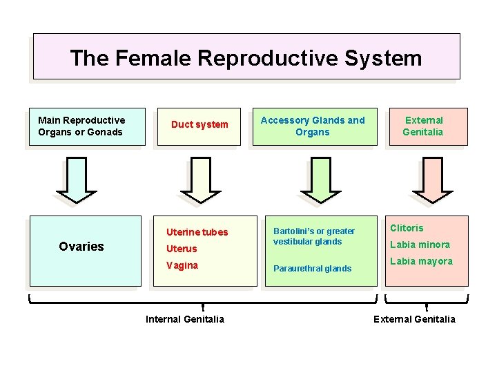 The Female Reproductive System Main Reproductive Organs or Gonads Duct system Uterine tubes Ovaries