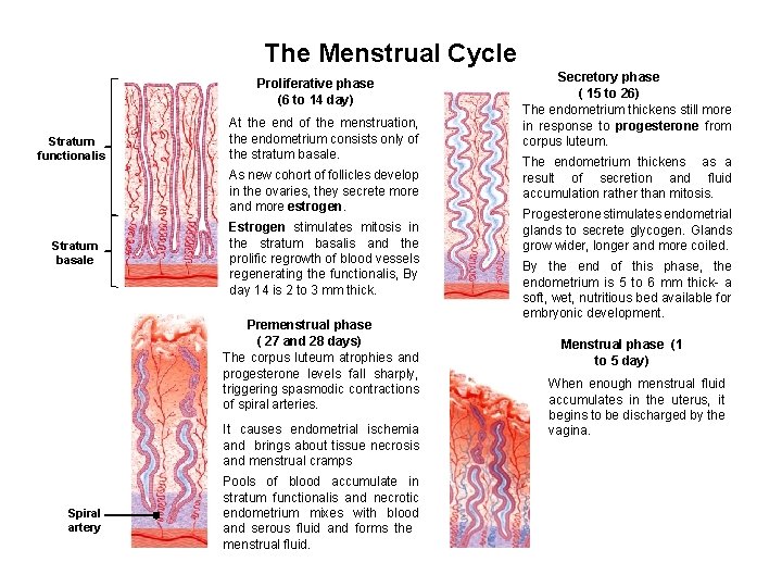 The Menstrual Cycle Proliferative phase (6 to 14 day) Stratum functionalis At the end