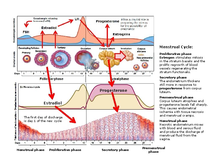 Menstrual Cycle: Proliferative phase Estrogen stimulates mitosis in the stratum basalis and the prolific