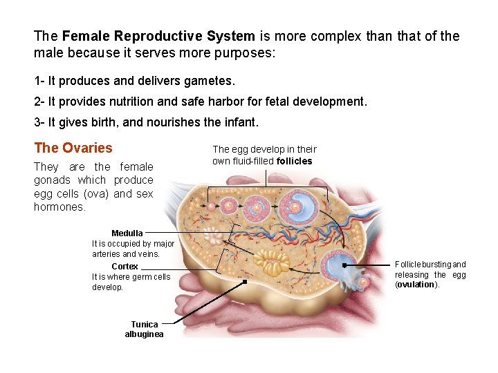 The Female Reproductive System is more complex than that of the male because it