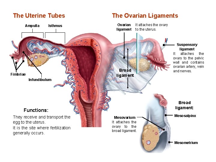 The Uterine Tubes Ampulla Isthmus Fimbriae Infundibulum The Ovarian Ligaments Ovarian ligament It attaches