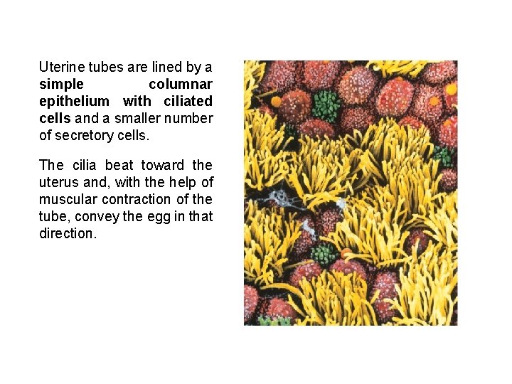 Uterine tubes are lined by a simple columnar epithelium with ciliated cells and a