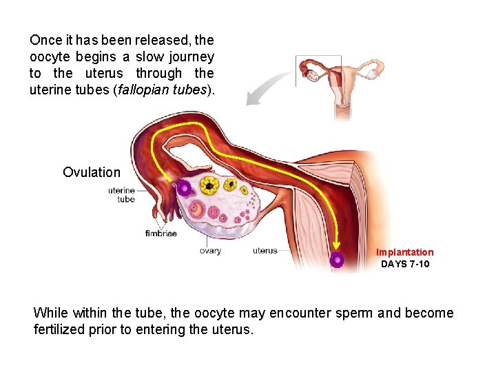 Once it has been released, the oocyte begins a slow journey to the uterus