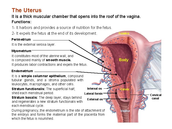 The Uterus It is a thick muscular chamber that opens into the roof of