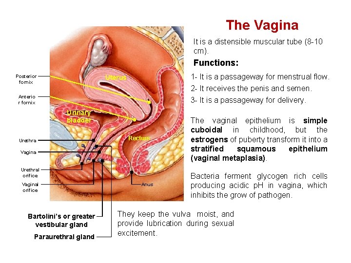 The Vagina It is a distensible muscular tube (8 -10 cm). Functions: Posterior fornix
