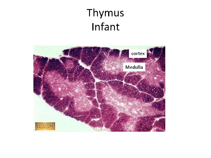 Thymus Infant cortex Medulla 