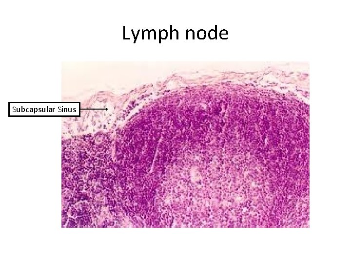 Lymph node Subcapsular Sinus 