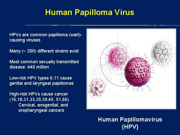 Human Papilloma Virus HPVs are common papilloma (wart)causing viruses Many (~ 200) different strains