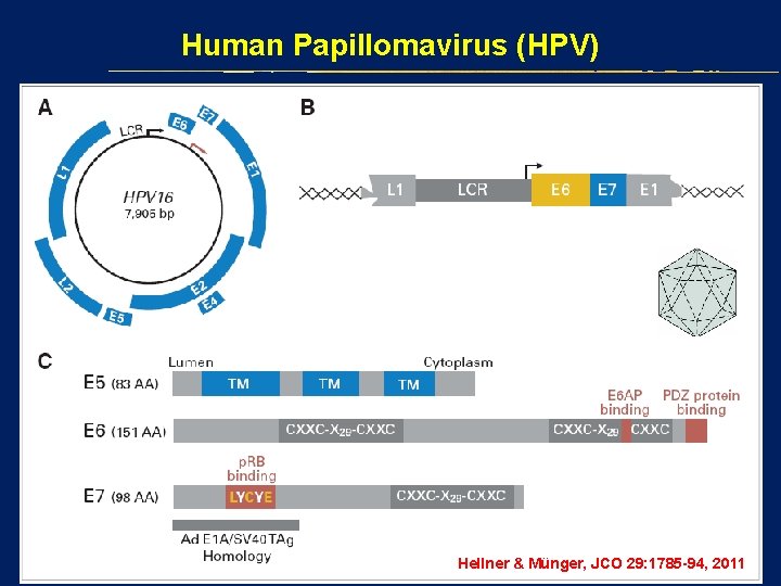 Human Papillomavirus (HPV) Hellner & Münger, JCO 29: 1785 -94, 2011 