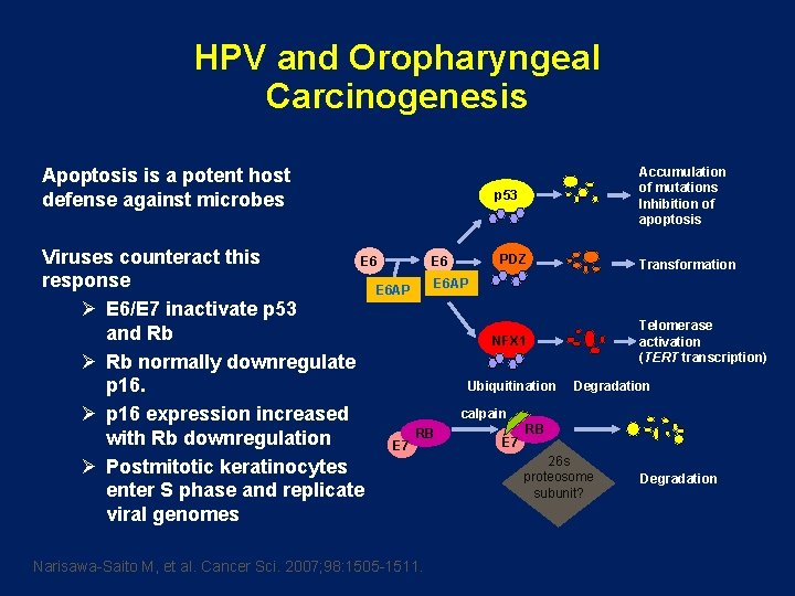 HPV and Oropharyngeal Carcinogenesis Apoptosis is a potent host defense against microbes p 53