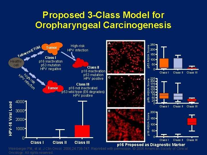 /ET To Healthy cell Class I p 16 inactivation p 53 mutation HPV negative