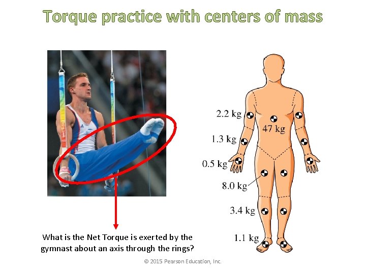 What is the Net Torque is exerted by the gymnast about an axis through