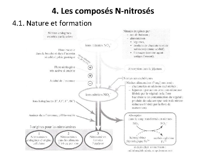 4. Les composés N-nitrosés 4. 1. Nature et formation 