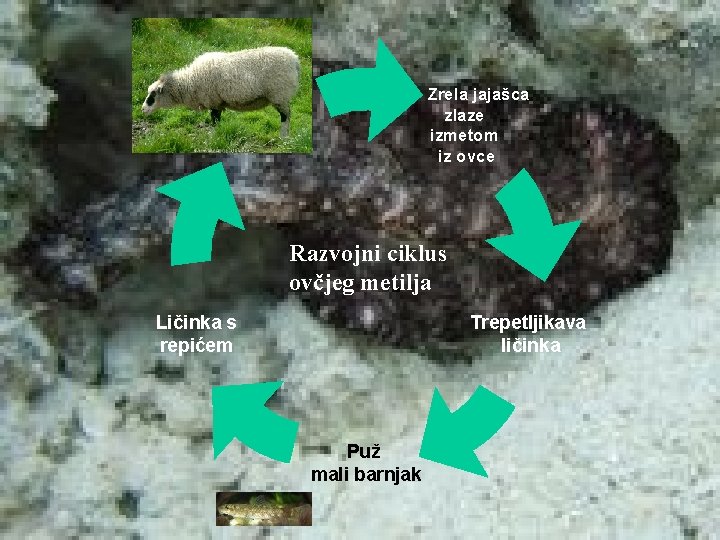 Zrela jajašca zlaze izmetom iz ovce Razvojni ciklus ovčjeg metilja Trepetljikava ličinka Ličinka s
